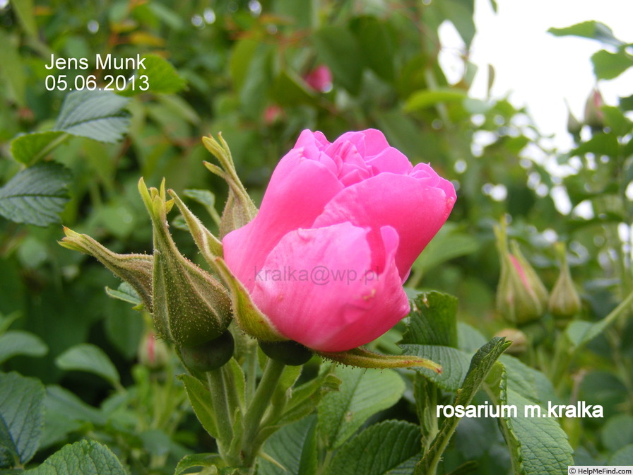 'Jens Munk' rose photo