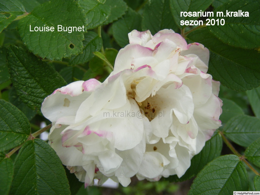 'Louise Bugnet' rose photo