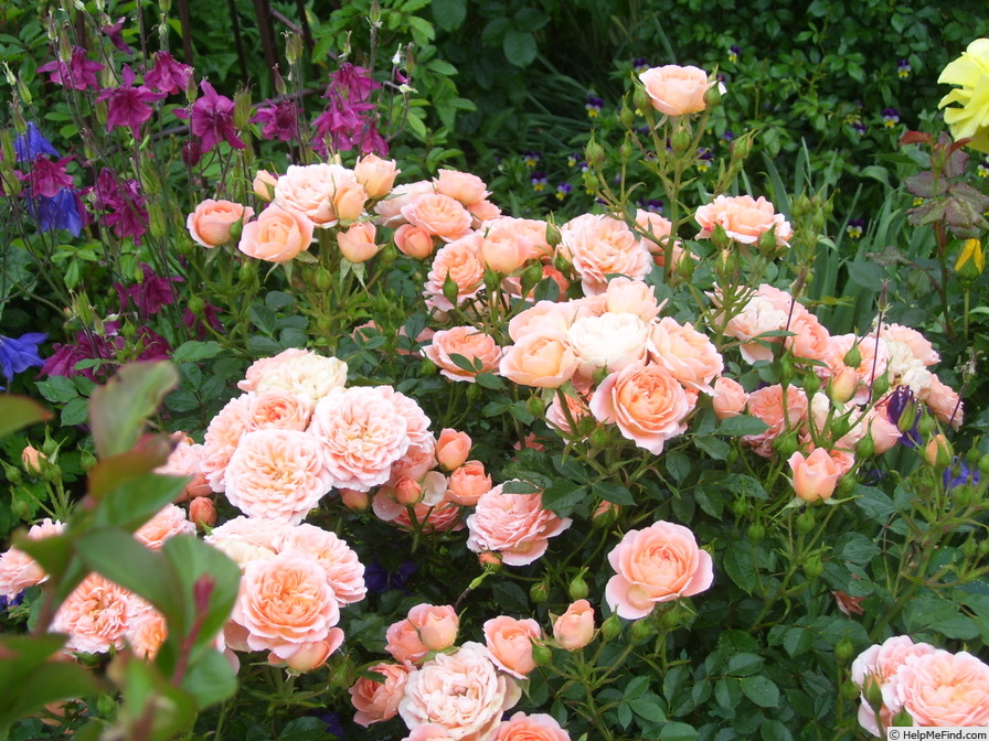 'Daniela (miniature, Kordes, 1987)' rose photo