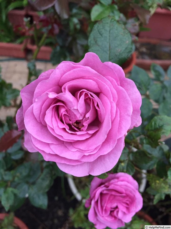 'Bossuet, Aigle de Meaux ®' rose photo