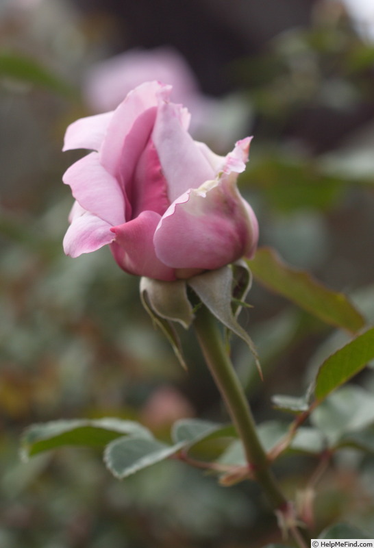 'Blue Emotion ™' rose photo