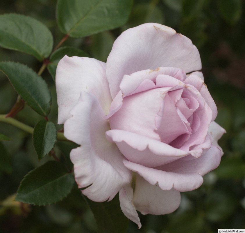 'Blue Emotion ™' rose photo