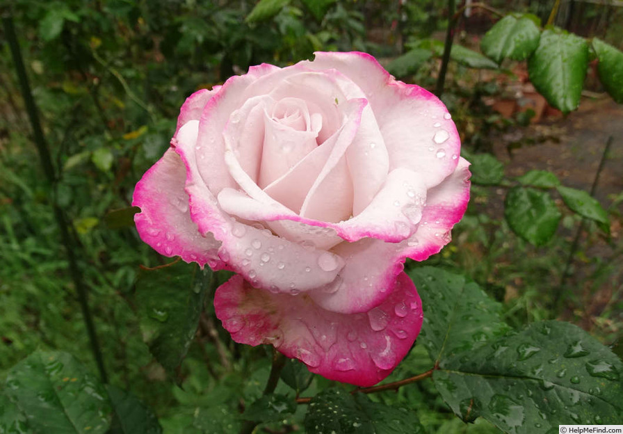 'Paw Maw' rose photo