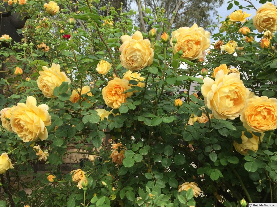 'Golden Celebration ™' rose, click to enlarge 'Golden Celebration ™' rose photo
