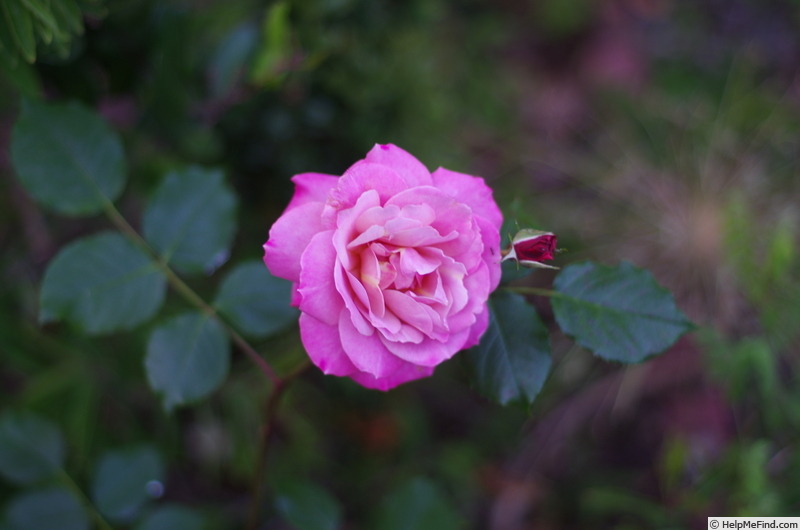 'Pam's Choice' rose photo