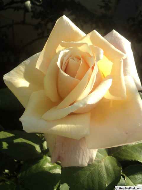 'Anne Colle' rose photo