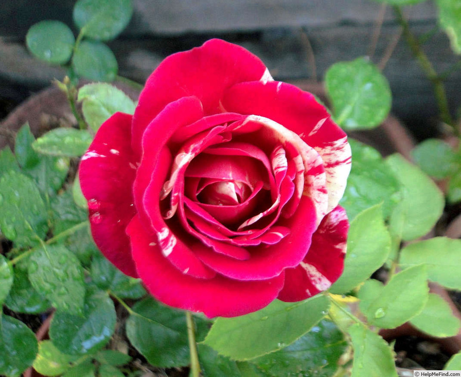 'Raspberry Swirl (shrub, Walden 1999)' rose photo