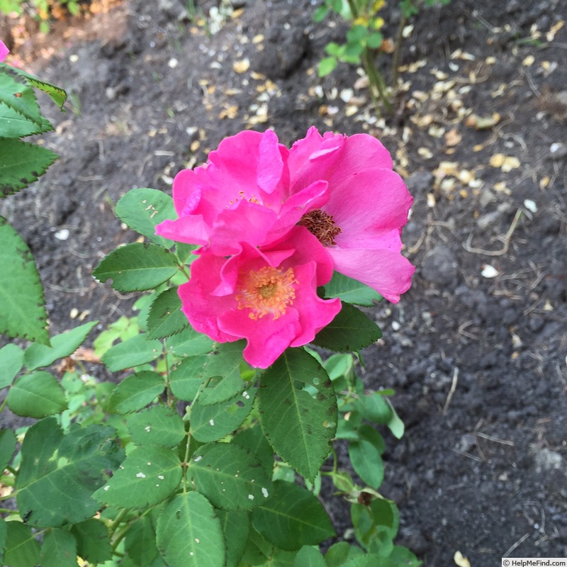 'D0701' rose photo