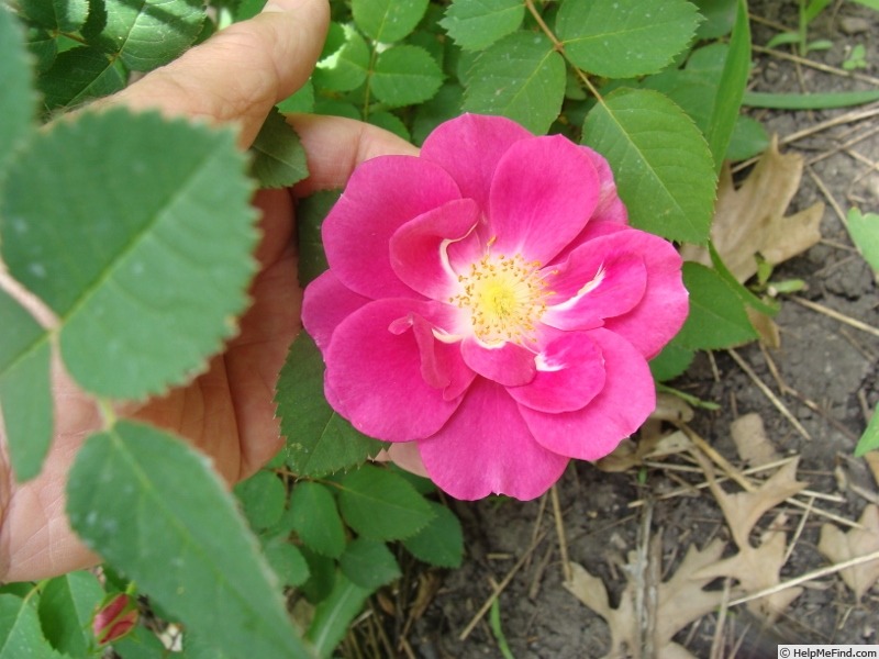 'D1903' rose photo
