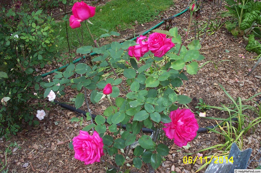 'Better Times (hybrid tea, Catron 1932)' rose photo