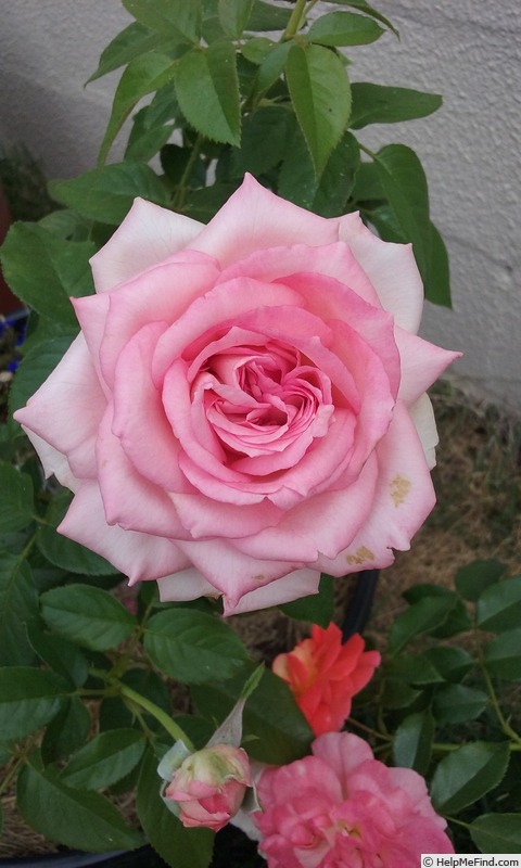 'Wedding Bells ® (hybrid tea, Kordes 2001)' rose photo