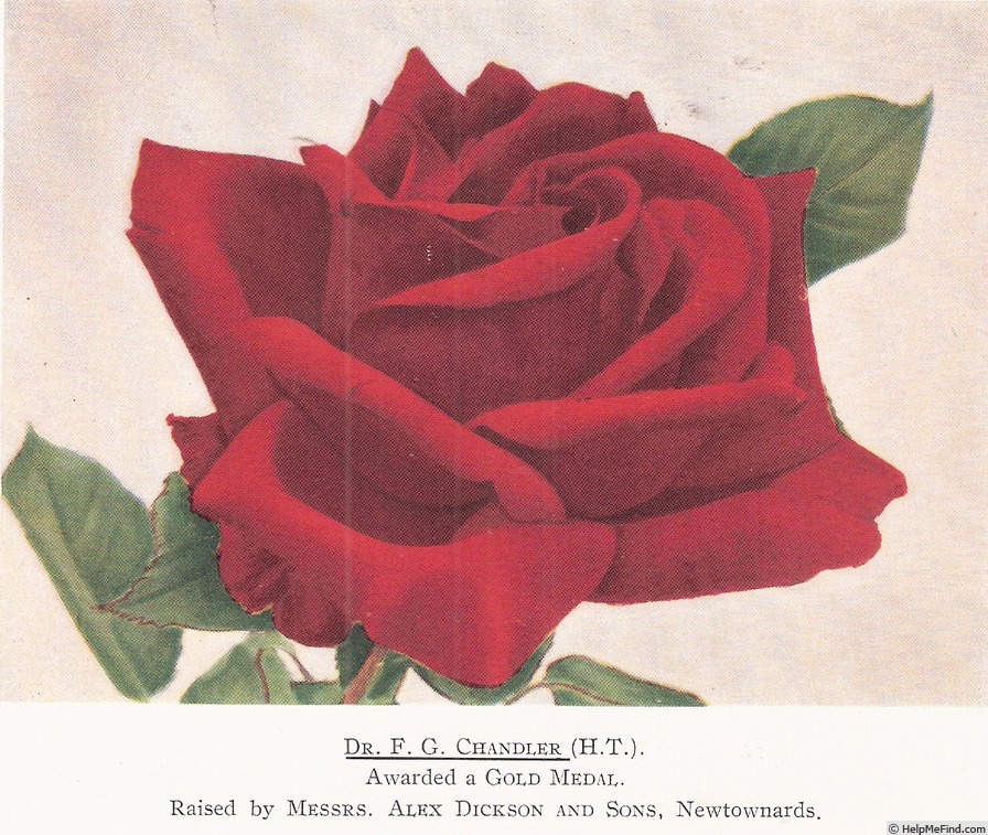 'Dr. F. G. Chandler' rose photo