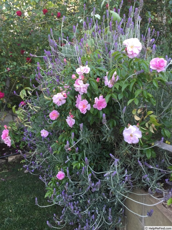 'Renae (Floribunda Cl, Moore, 1954)' rose photo