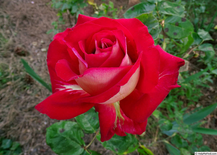 'Rosie O'Donnell' rose photo
