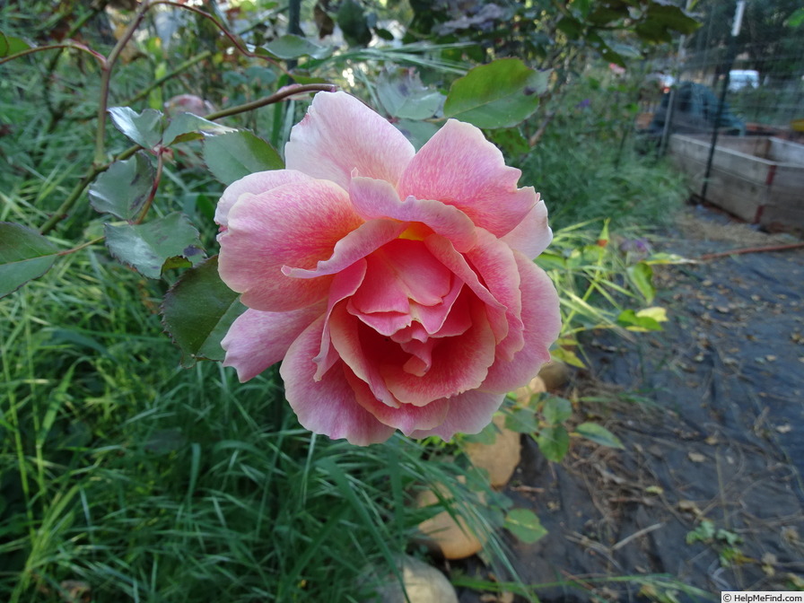 'Incredible' rose photo