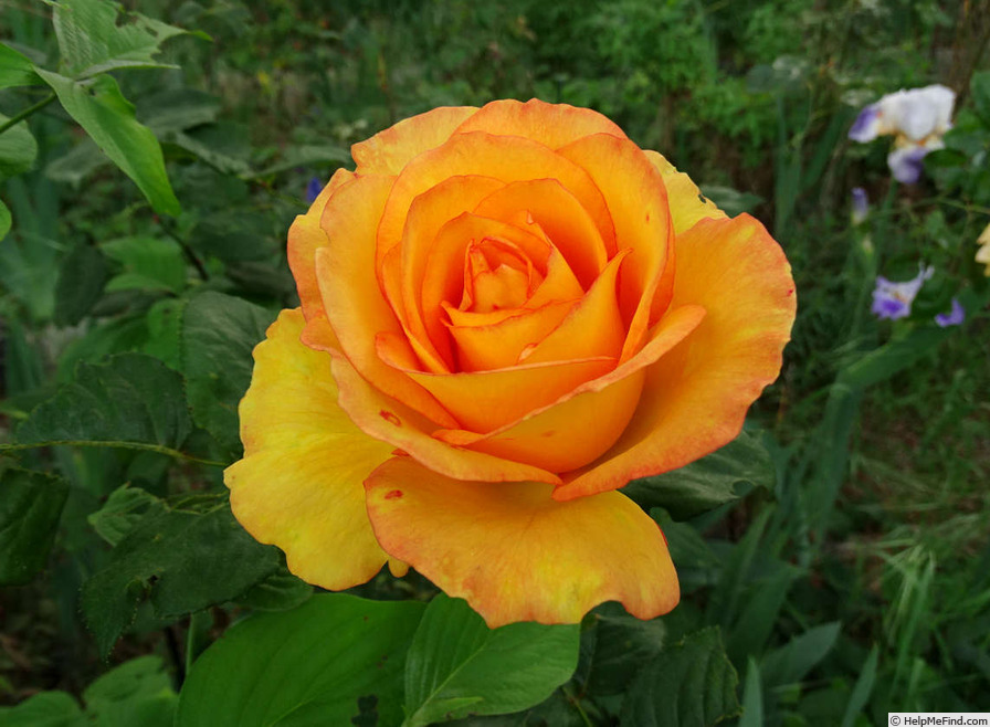 'Sundance ™ (hybrid tea, Zary, 2004)' rose photo