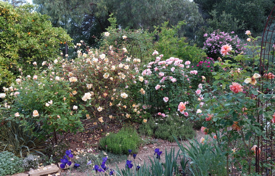 'Catspa's Livermore Garden'  photo