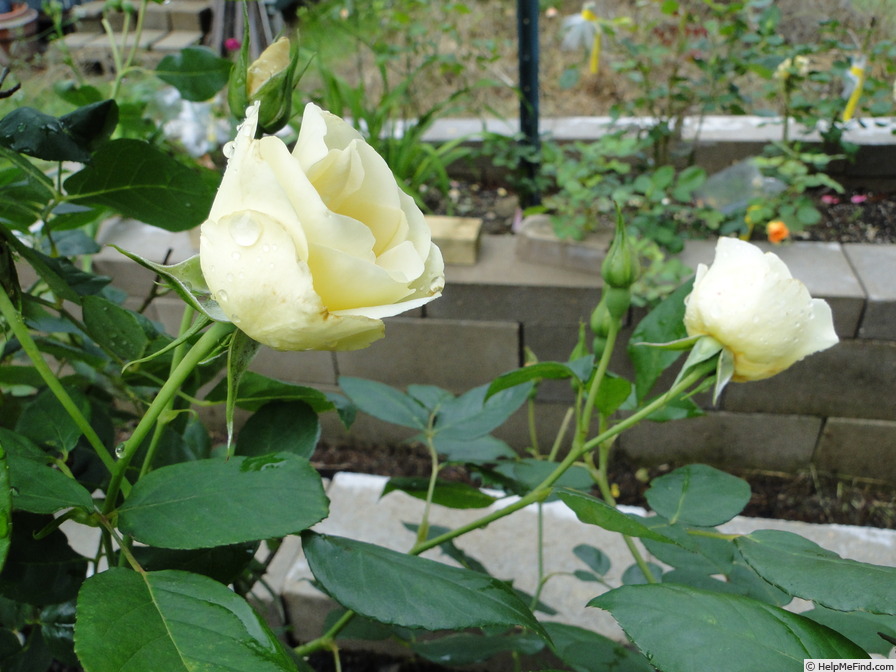 'Kissenspitzen' rose photo
