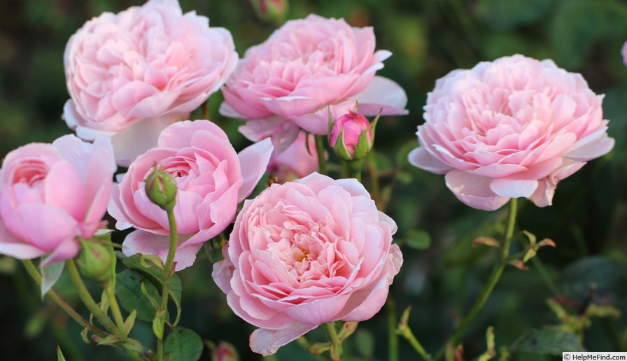 'Harlow Carr ™ (English rose, Austin, by 2004)' rose photo