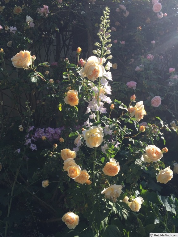 'Teasing Georgia' rose photo