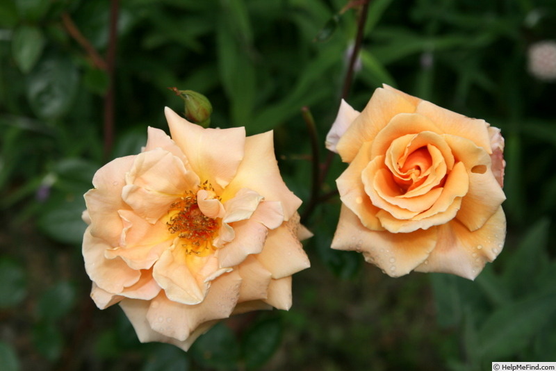 'Royal Sunset' rose photo
