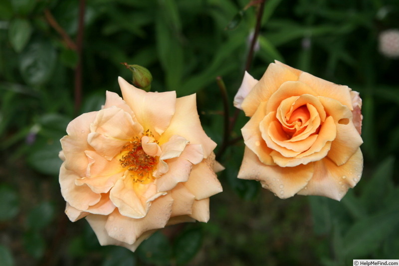 'Royal Sunset' rose, click to enlarge 'Royal Sunset' rose photo