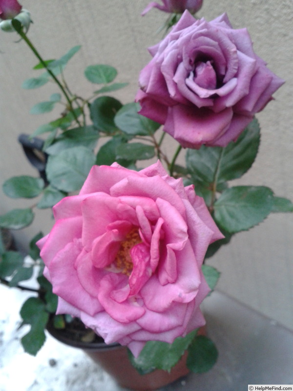 'Portus Cale' rose photo