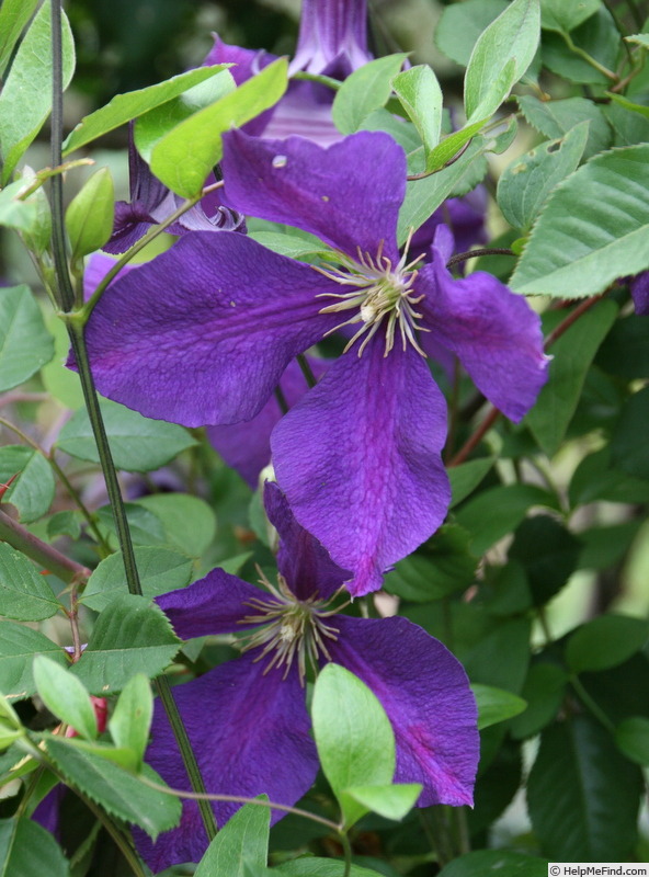 'Polish Spirit' clematis photo