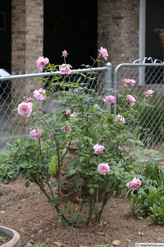 'Belinda's Rose' rose photo