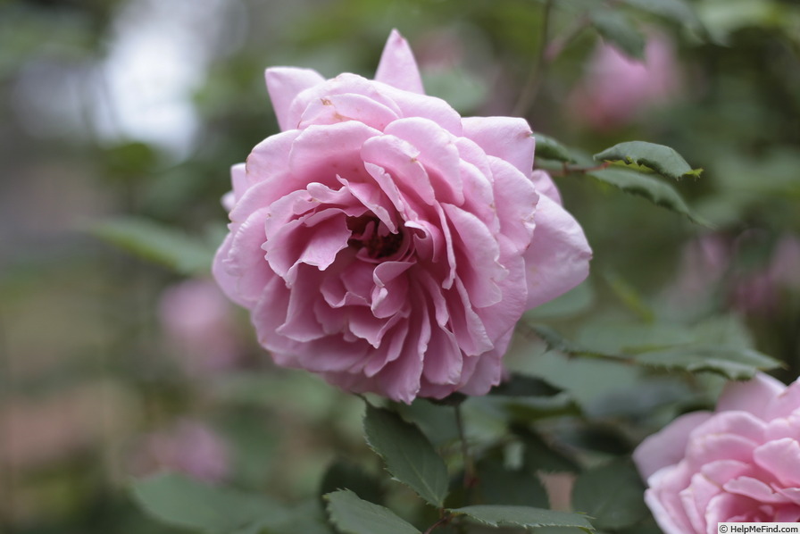 'Belinda's Rose' rose photo