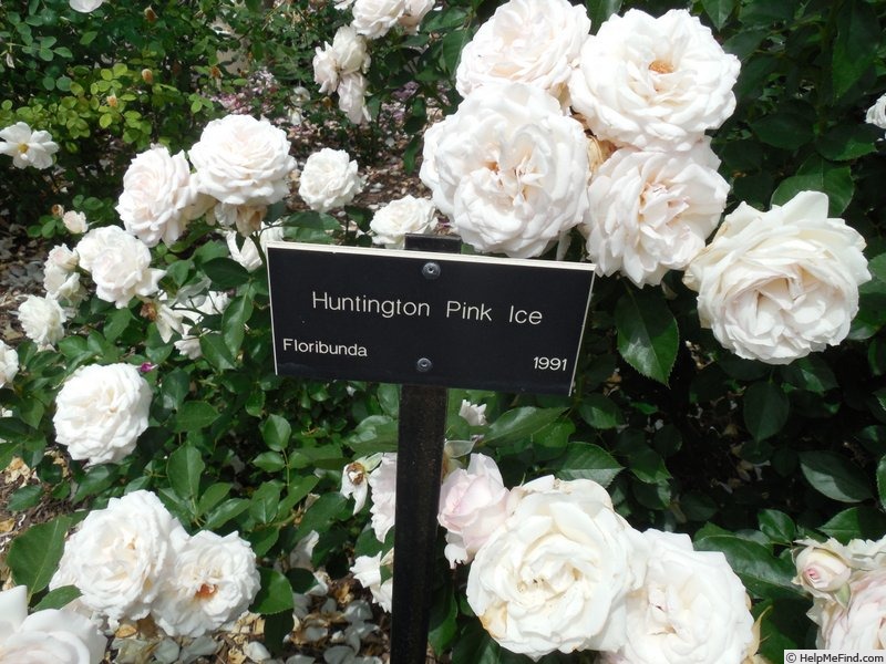 'Huntington Pink Ice' rose photo