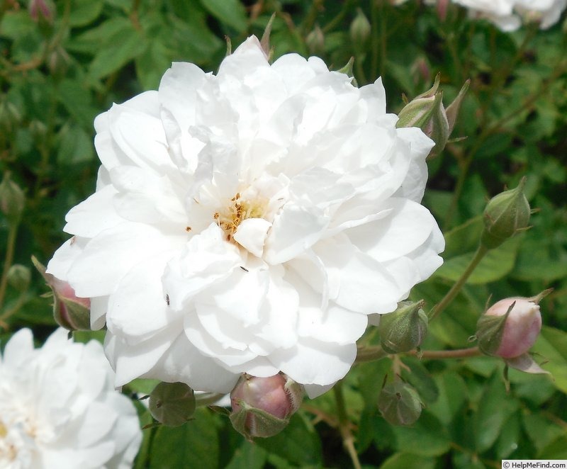 'Mary Washington' rose photo