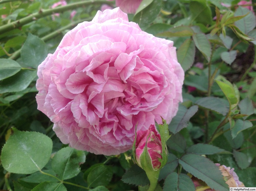 'Vick's Caprice' Rose Photo