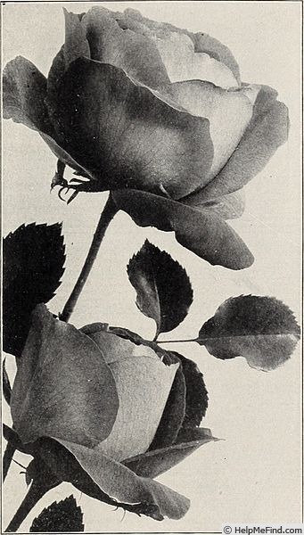 'Pink American Beauty' rose photo