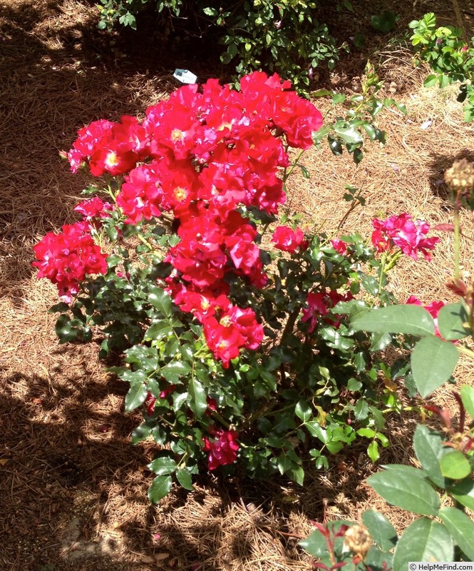 'Marjorie Kinnan Rawlings' rose photo