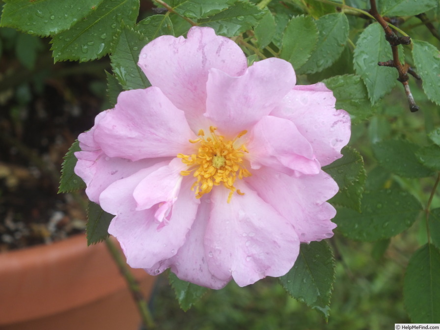 'Applejack (shrub, Buck, 1962/73)' rose photo