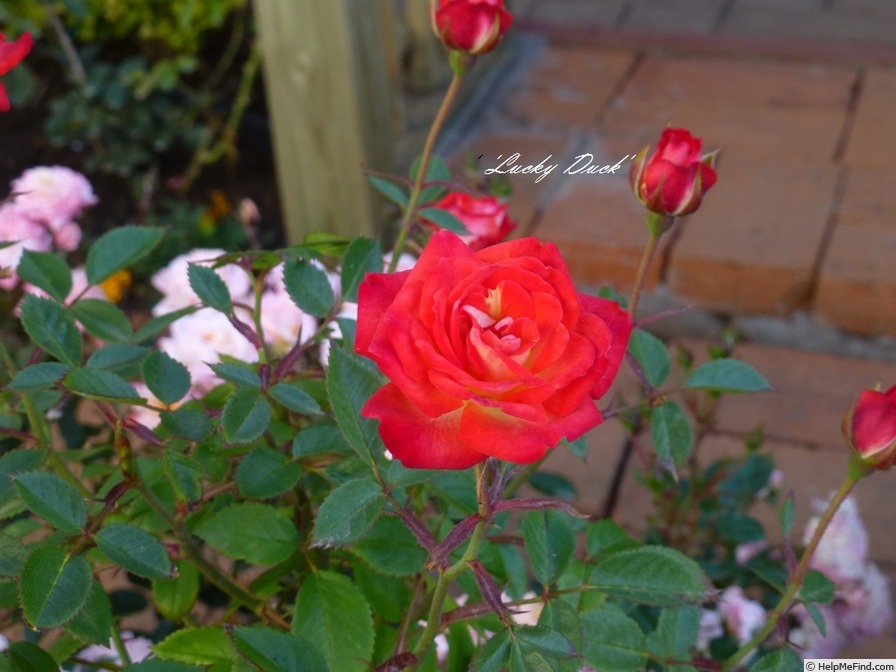 'Lucky Duck' rose photo