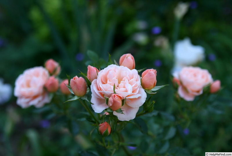 'Sweet Dream (miniflora, Fryer, 1987)' rose photo