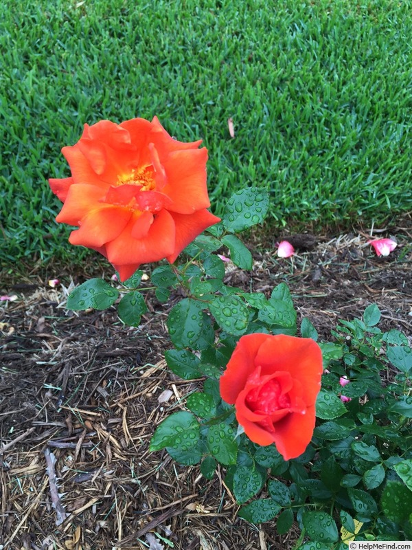 'Laura Bush ™' rose, click to enlarge 'Laura Bush ™' rose photo