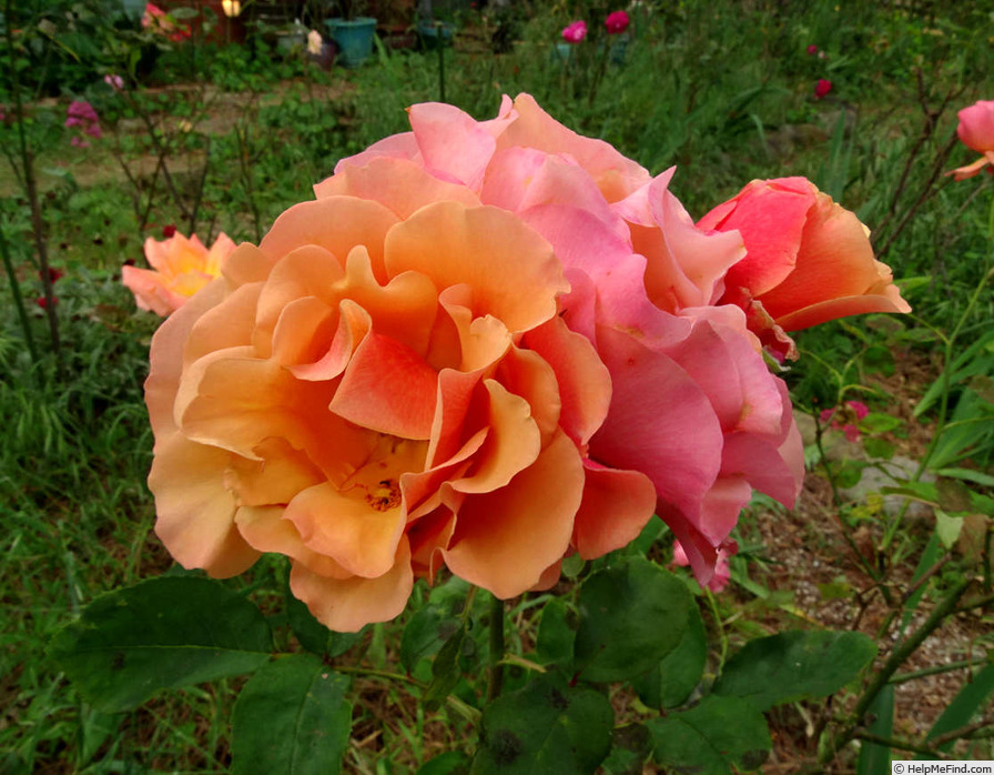 'Tuscan Sun ™' rose, click to enlarge 'Tuscan Sun ™' rose photo