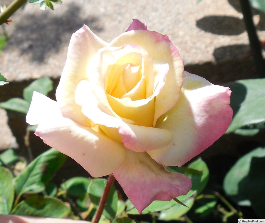 'Luscious Lucy ™' rose photo