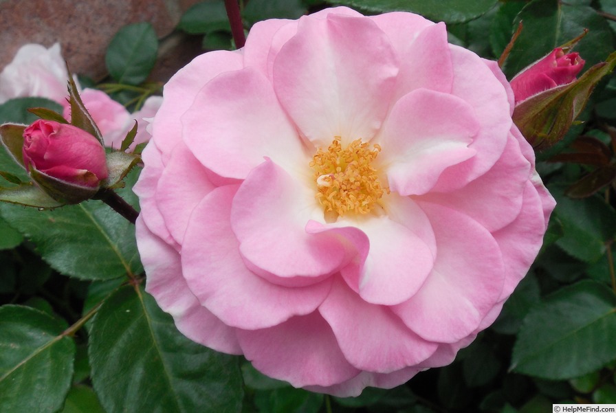 'Kimberlina ™' rose photo