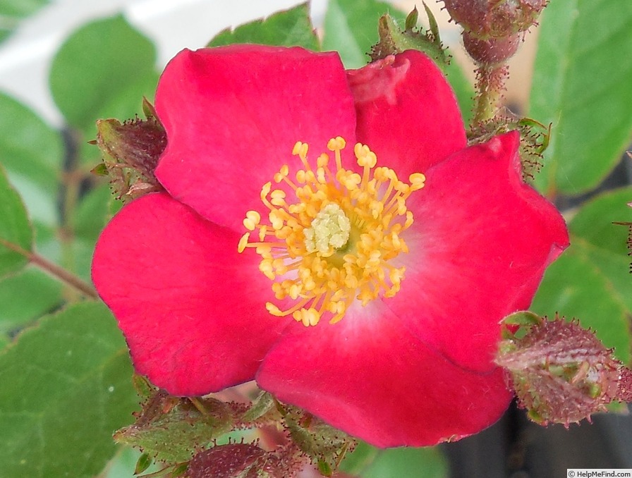 'Look-a-Likes Hydrangealicious' rose photo