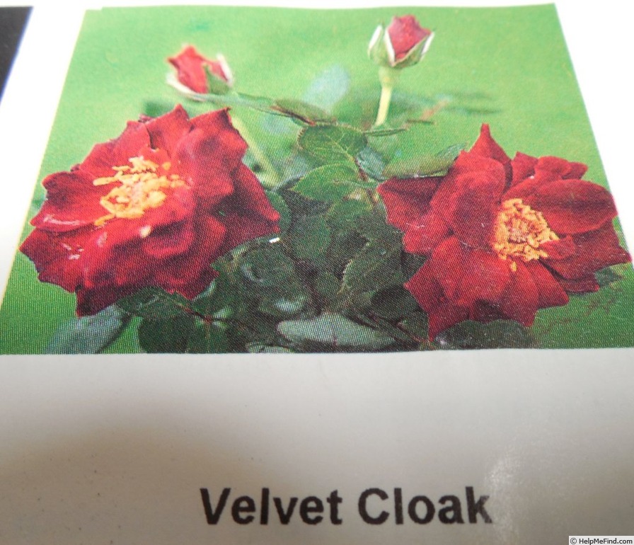 'Velvet Cloak' rose photo