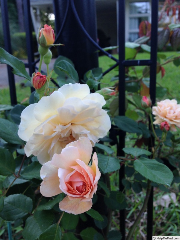 'Buff Beauty (Hybrid Musk, Bentall, 1939)' rose photo