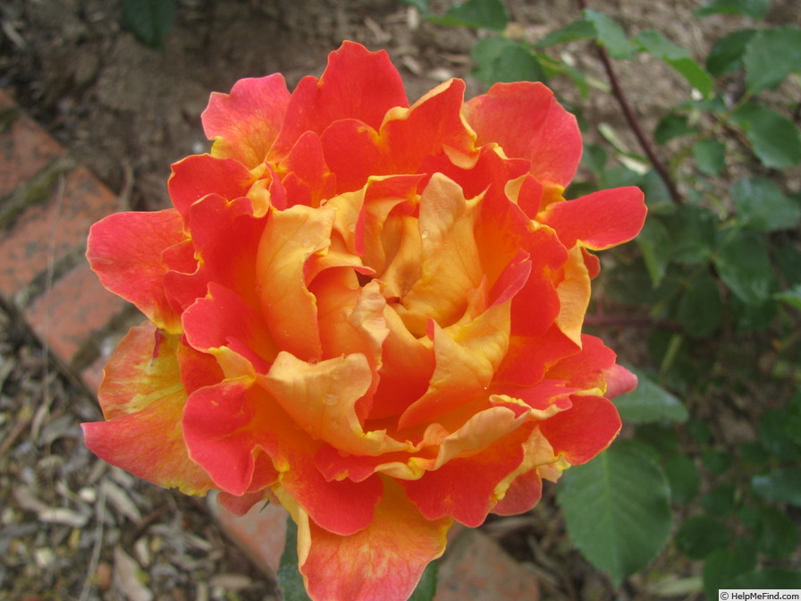 'Papilio' rose photo