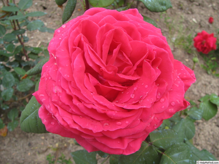 'Gloria di Roma' rose photo