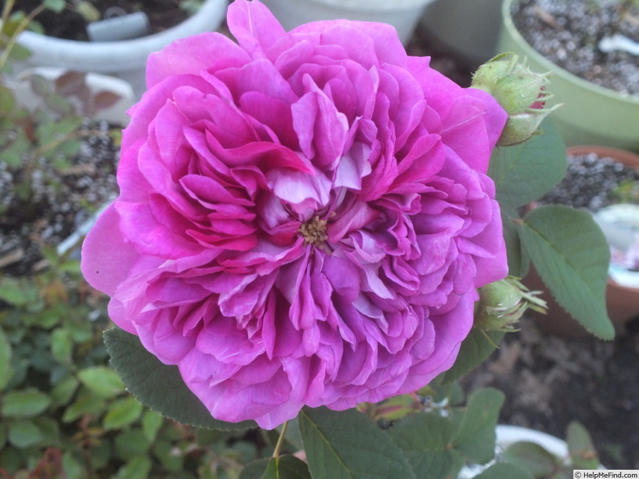 'Umbra' rose photo