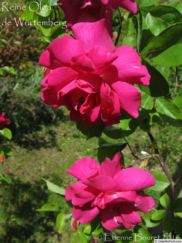 'Reine Olga de Würtemberg' rose photo