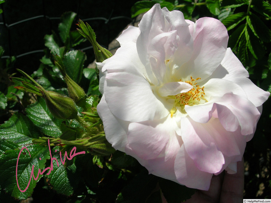 'Polareis' rose photo